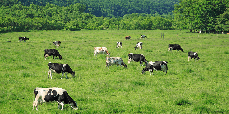 De ce colagen din animale de pășune?