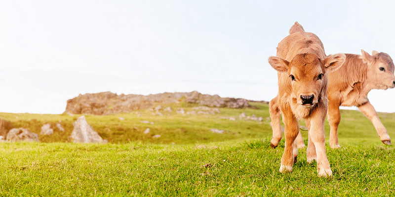 Care este diferența dintre colagenul de porc și cel de vită?